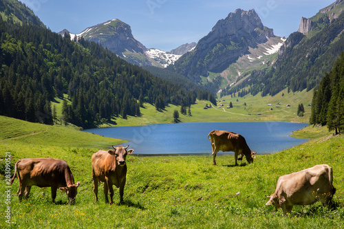 Swiss cows in front of lake and mountains