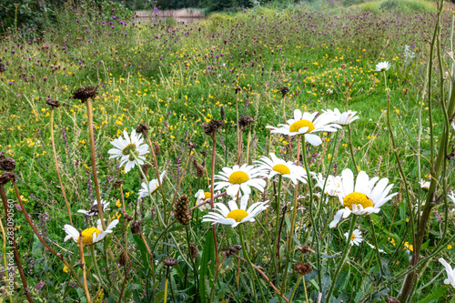 Ox eye daisies in a meadow of wild flowers.
