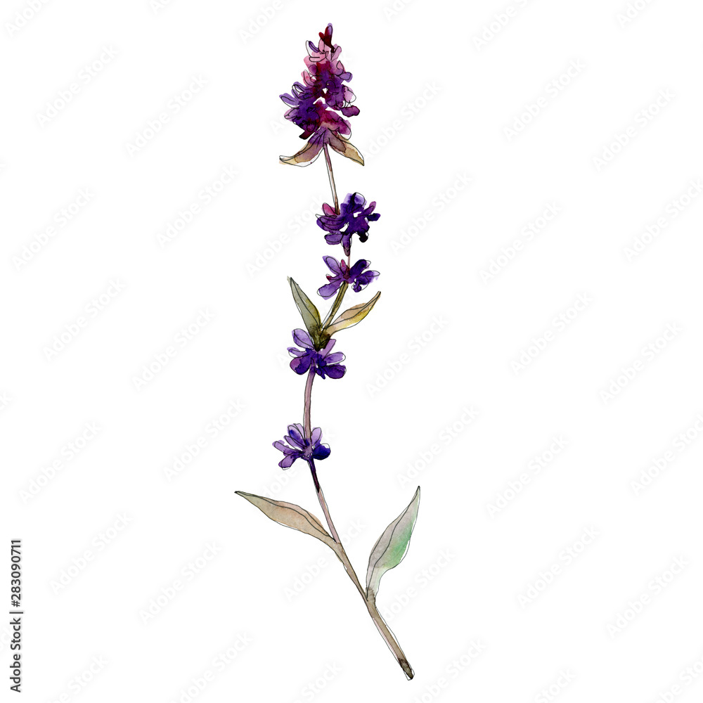 Fototapeta premium Purple lavender floral botanical flowers. Watercolor background set. Isolated lavender illustration element.