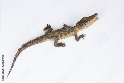 Young crocodile above top