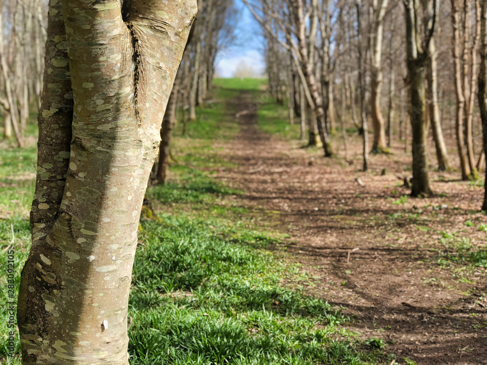 Naklejka premium tree lined walkway