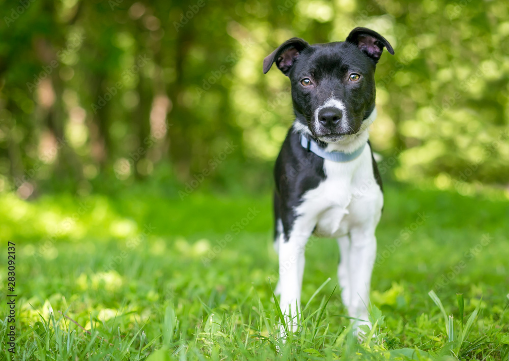 A cute black and white mixed breed puppy standing outdoors in the grass