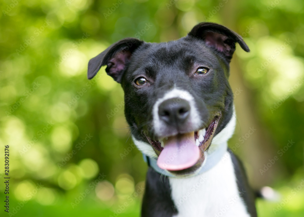 Close up of a happy black and white mixed breed puppy outdoors