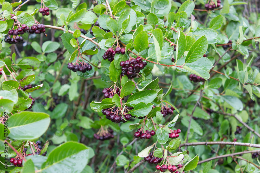 Chokeberry fruits after rain. August 2019 Chokeberry fruits after rain. August 2019