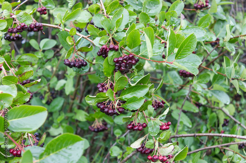 Chokeberry fruits after rain. August 2019