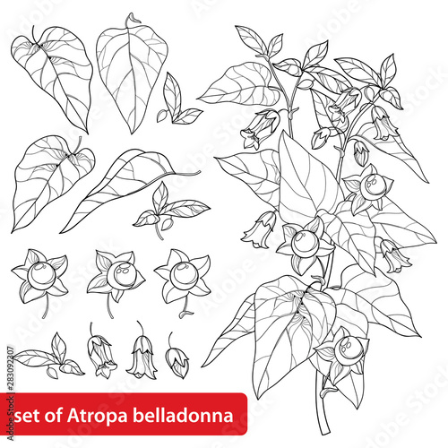 Set of outline toxic Atropa belladonna or deadly nightshade flower bunch, bud, berry and leaf in black isolated on white background.