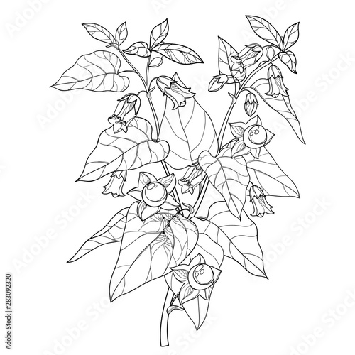 Branch of outline toxic Atropa belladonna or deadly nightshade flower bunch, bud, berry and leaf in black isolated on white background.