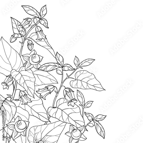 Corner bunch of outline toxic Atropa belladonna or deadly nightshade flower, bud, berry and leaf in black isolated on white background.