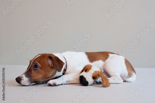 Cute funny puppy jack russell terrier on a light background with toy