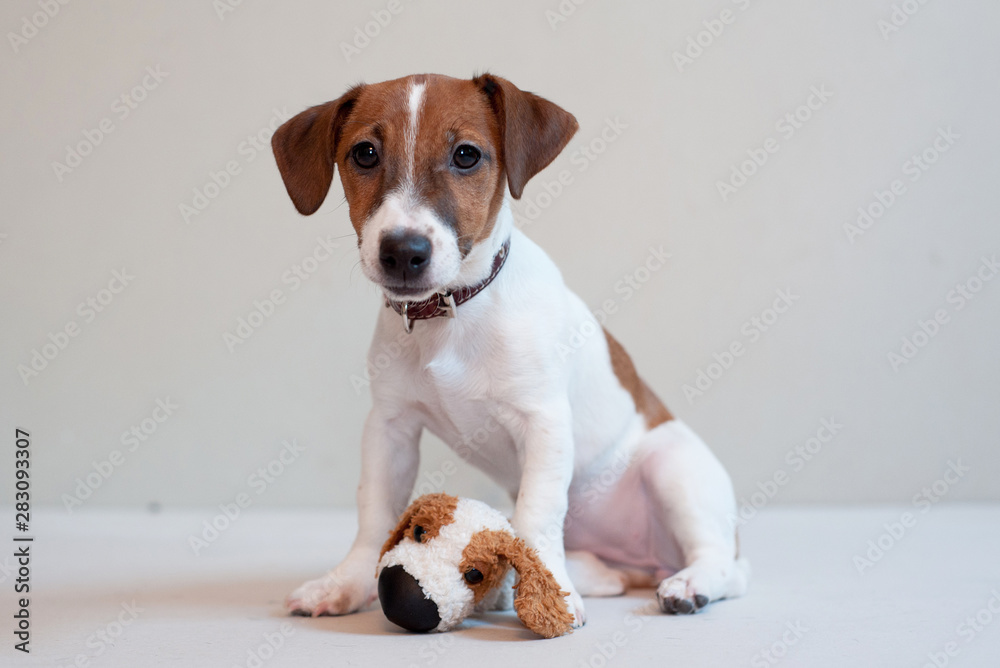 Cute funny puppy jack russell terrier on a light background with toy