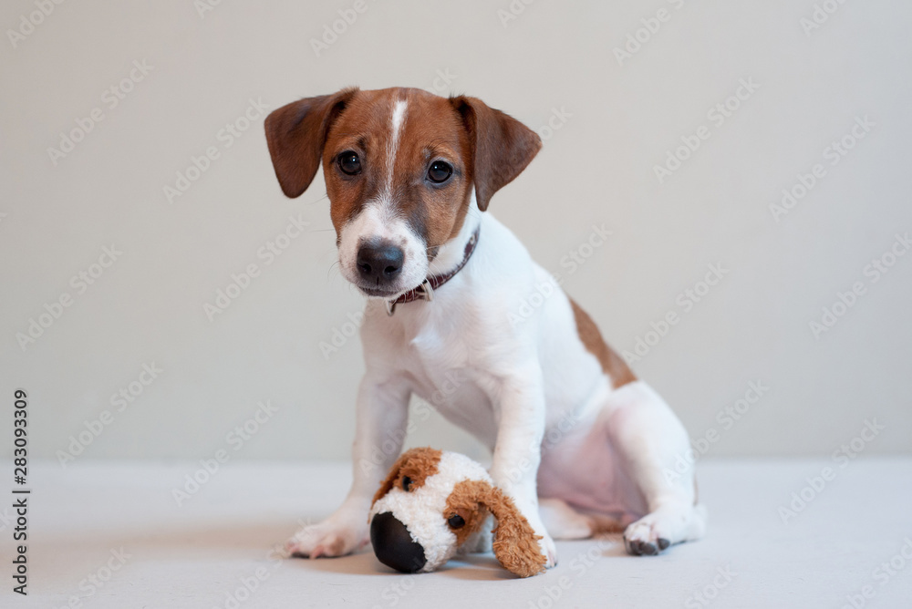 Cute funny puppy jack russell terrier on a light background with toy