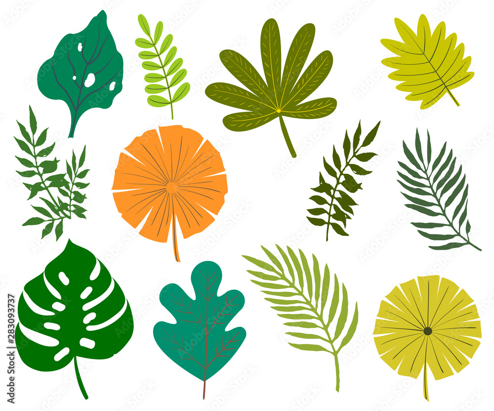 set of leaves. vector elements, abstract leaves, leaves of tropical plants decorative isolated on white background set of leaves. vector elements, abstract leaves, leaves of tropical plants decorative isolated on white background