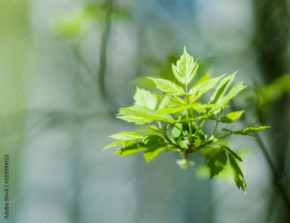 Fototapeta premium Green Leaf