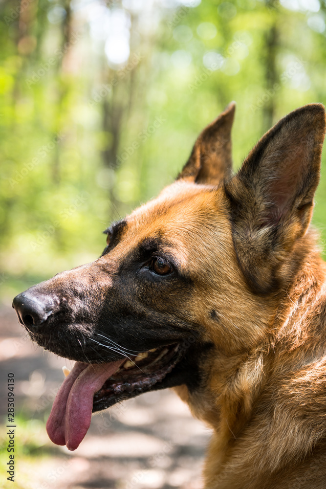 Adult German Shepherd Dog Face Portrait, Close Up, Outdoor Scenery Adult German Shepherd Dog Face Portrait, Close Up, Outdoor Scenery
