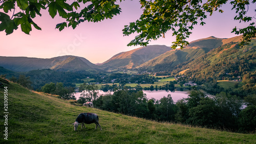 Sheep grazing in Lake District National Park, England photo