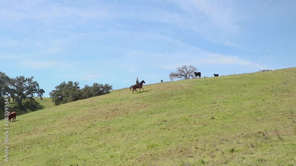 Wide shot of cowboy riding up the ridge in his green pasture Wide shot of cowboy riding up the ridge in his green pasture