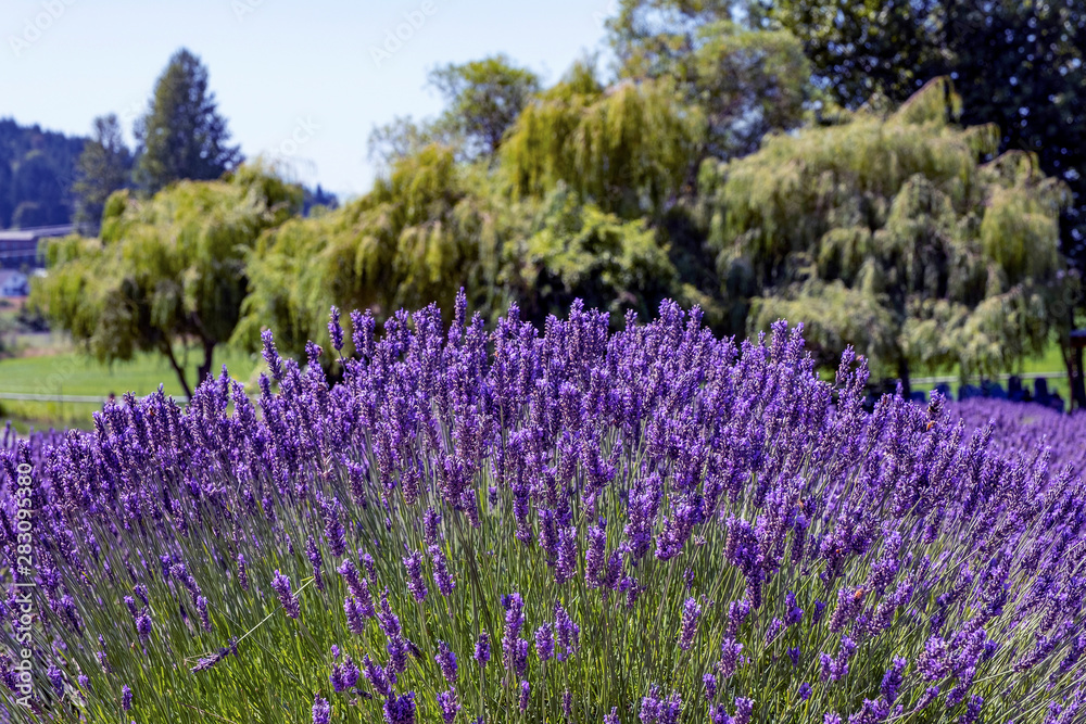 Naklejka premium Lavender fields in Sequim, WA