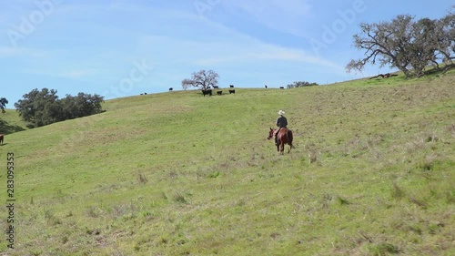 The tall cowboy rides over his green hills towards his cattle in the distance photo