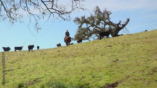 A cowboy sets out to push the cattle slightly uphill from him photo