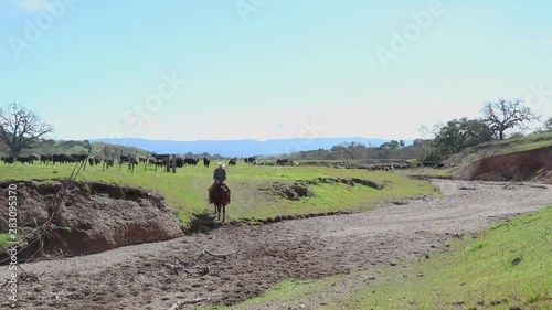 Cowboy finished moving his cattle so he rides back towards the camera and away from his herd photo