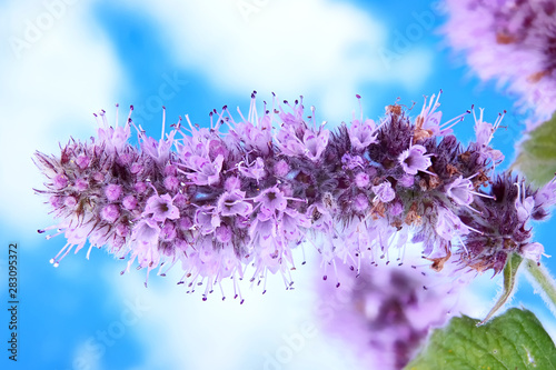 Blooming fragrant mint photo