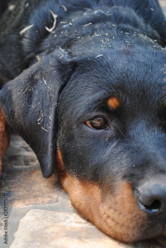 portrait of a dog