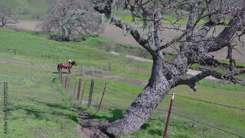 The lone cowboy gets off his horse to open a wire gate so the cattle can wander through photo