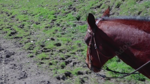 Close up of horse head and neck as she walks through the green grass to gather cattle photo