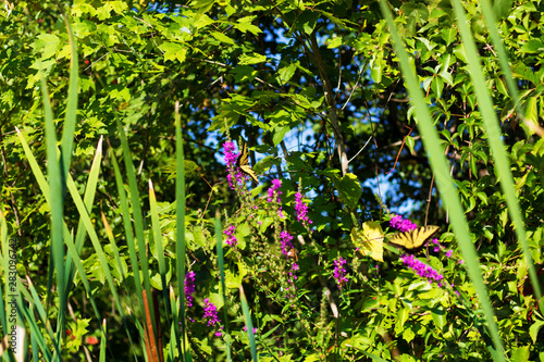 Eastern Tiger Swallowtail