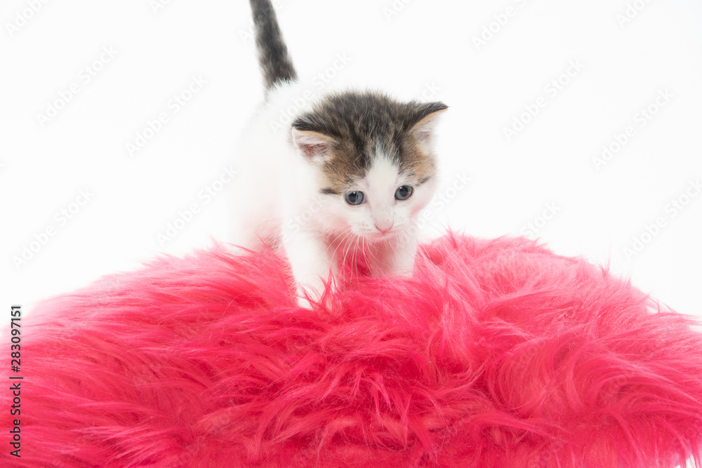 Cute white kitten on pink pillow Cute white kitten on pink pillow