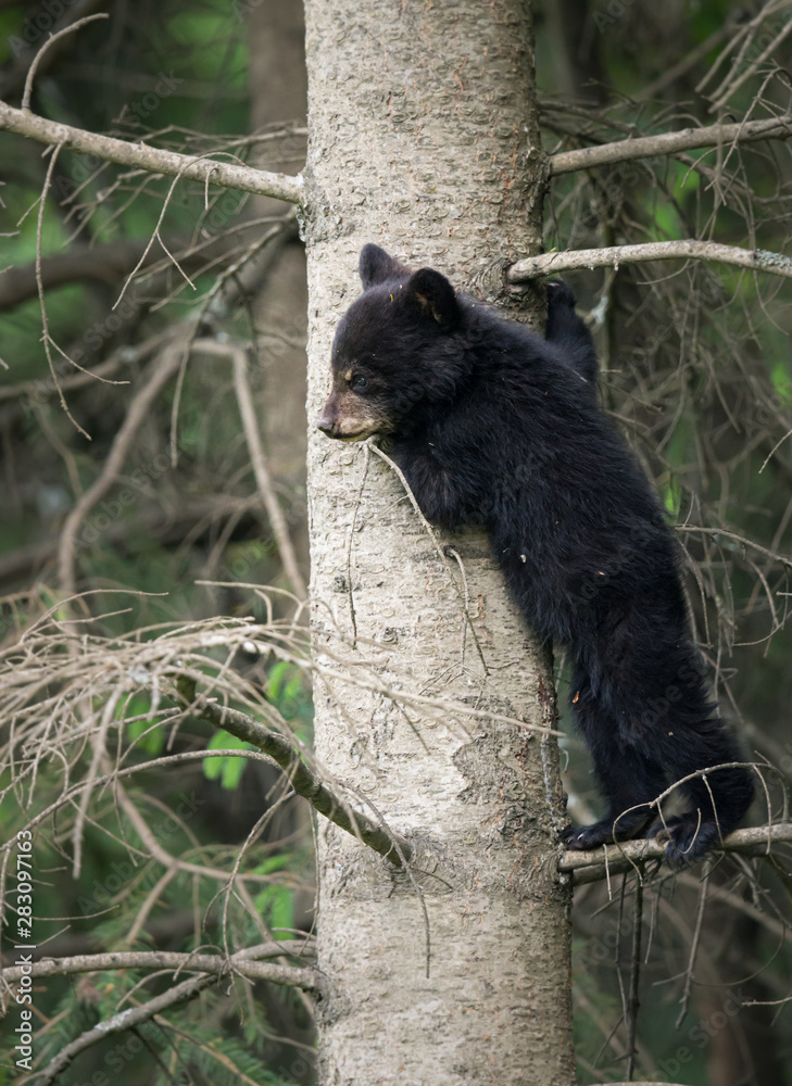 Black bear in the wild Black bear in the wild