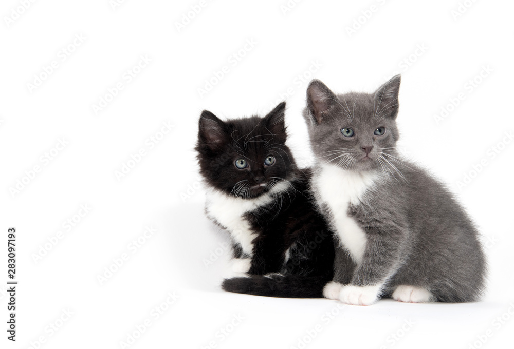 two cute kittens sitting on white background two cute kittens sitting on white background
