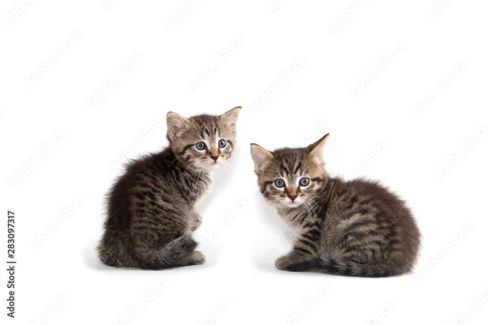 Obraz premium Two tabby kittens on white
