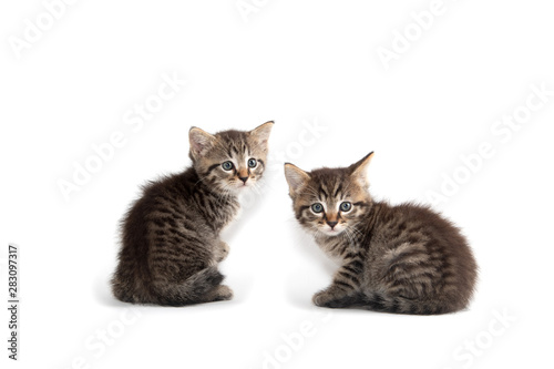 Two tabby kittens on white