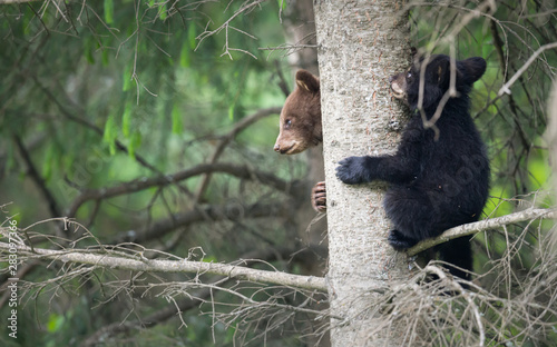 Black bear in the wild