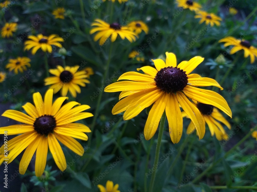Rudbeckia yellow in the garden, autumn background Rudbeckia yellow in the garden, autumn background