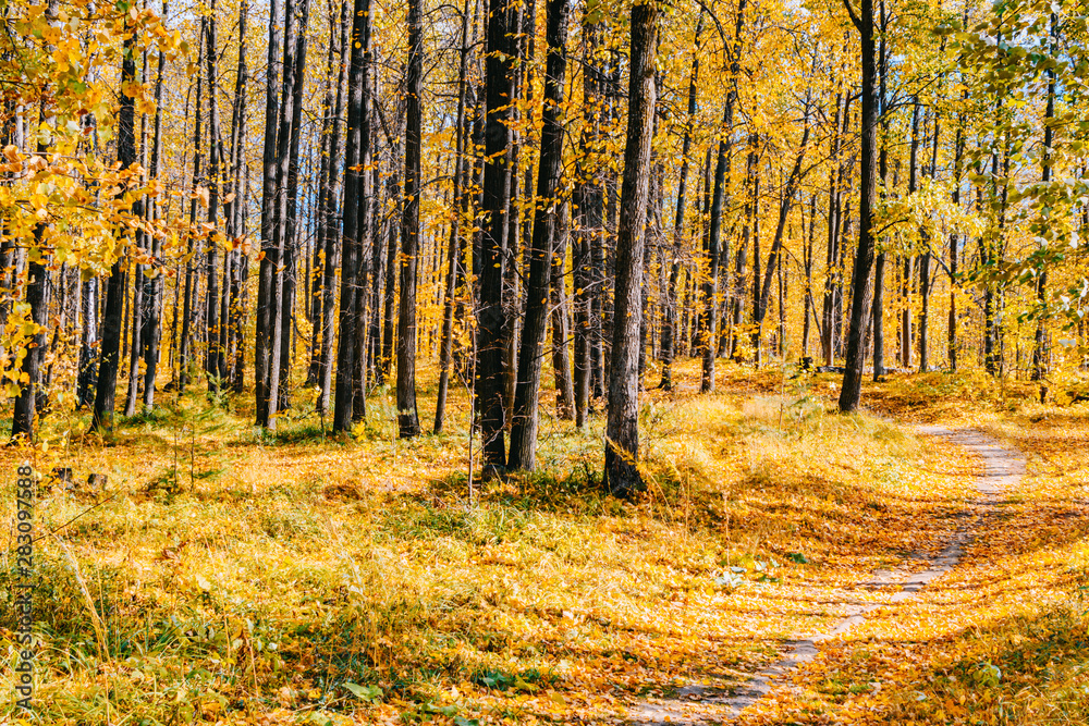 Obraz premium Footpath in the autumn park with colorful trees and leaves