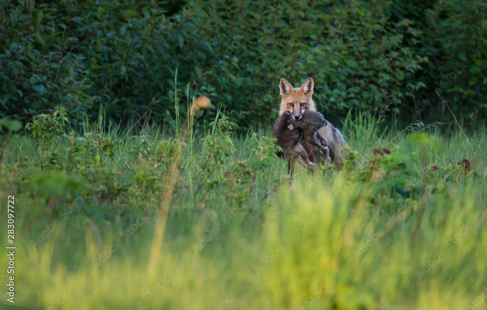 Red fox carrying a hare Red fox carrying a hare