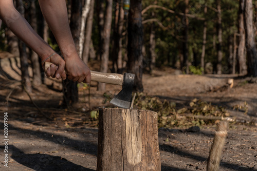A man holding axe and chopping wood on a stump in the forest on a sunny summer day. 