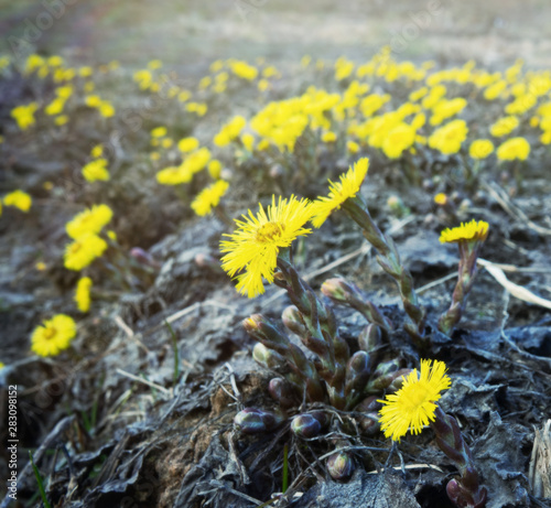 Fields of flowering mother-and-stepmother photo