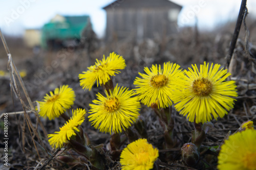 Fields of flowering mother-and-stepmother photo