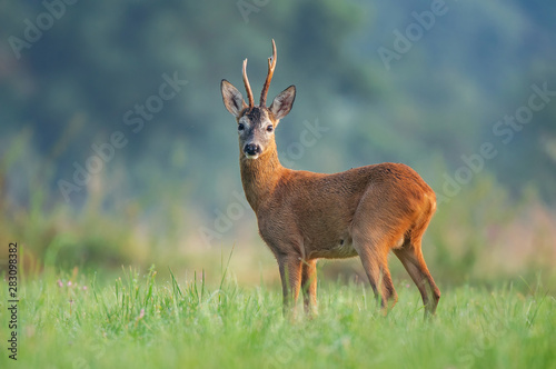 Wild roe deer (Capreolus capreolus) standing in a field and looking at the camera