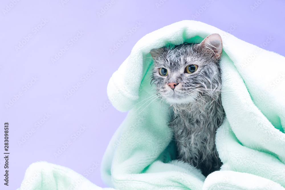 Funny wet gray tabby cute kitten after bath wrapped in towel with sad eyes. Pets concept. Just washed lovely fluffy cat on purple background.