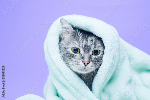 Funny wet gray tabby cute kitten after bath wrapped in towel with sad eyes. Pets concept. Just washed lovely fluffy cat on purple background.