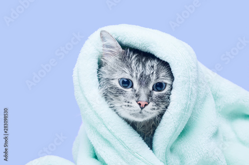 Funny wet gray tabby cute kitten after bath wrapped in towel with big sad blue eyes. Pets concept. Just washed lovely fluffy cat on purple background.