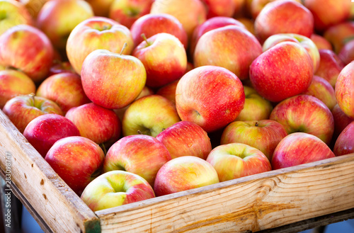 Honey crisp apples at a local outdoor market in Virginia USA photo