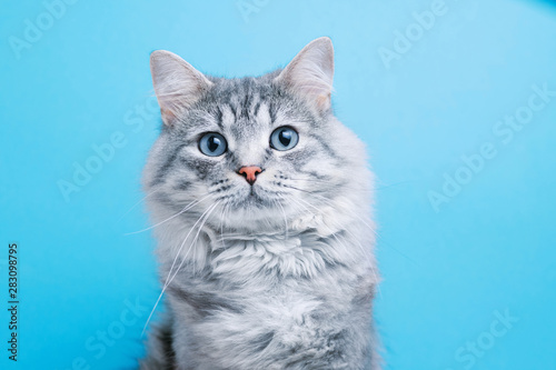 Zabawny uśmiechający się szary pręgowany ładny kotek o niebieskich oczach. Portret uroczego puszystego kota.