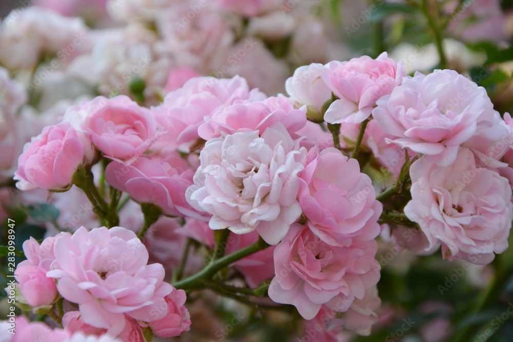 Delicate pink roses in the garden close-up Delicate pink roses in the garden close-up