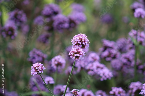 Purple Allium