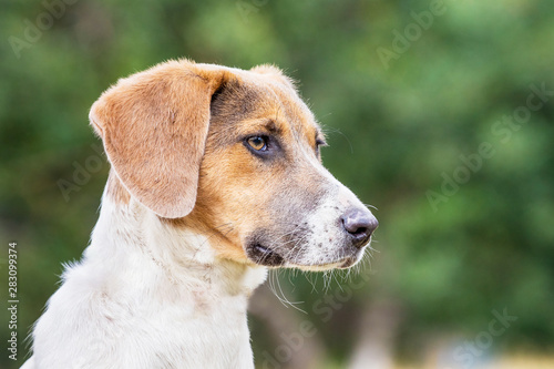 Portrait of Estonian hound dog in profile on blurred background_ © Volodymyr